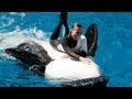 SeaWorld's old Shamu "Believe" Show (With Trainers in the Water!!!)