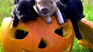 Moondog - Pigmy Pig - YouTube