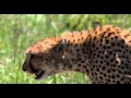 African Cats: Never Get Fresh With An Ostrich - Clip