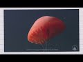Deep ocean mysteries and wonders - David Gallo