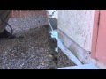 Strike Force Termite Trench and Treatment
