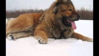 Кавказская овчарка - Caucasian Shepherd