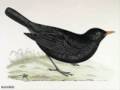 black bird the beatles