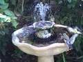 Gold Finches & House Finches in the Bird Bath
