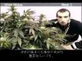 Green House Seed Co White Widow Grow with Japanese Subtitles