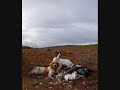 Leevi And The Leavings - Erämaan Salaisuus