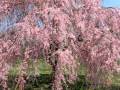 Honey bees on weeping cherry