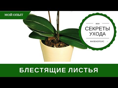Все будет хорошо уход за орхидеей Все будет хорошо уход за орхидеей