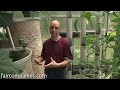 Backyard aquaponics: DIY system to farm fish with vegetables
