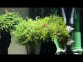 Hidden Forest - Planted Tank With Cherry Shrimps