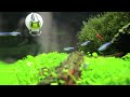 Hidden Forest - Planted Tank With Cherry Shrimps