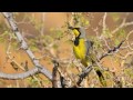 Namibia and Botswana Wildlife Slideshow - Part One