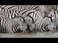 Namibia and Botswana Wildlife Slideshow - Part One