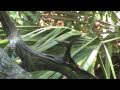 The Tallahassee Museum