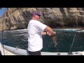 Calico Bass Fishing (How to Rig a Swim Bait)