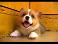 Cute Puppy