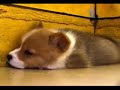 Cute Puppy