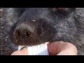 Fox loves marshmallows