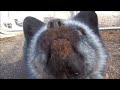 Fox loves marshmallows