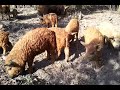 The Mangalitza piglets are growing well and soon they will go out into the wide wordl!