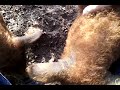 The Mangalitza piglets are growing well and soon they will go out into the wide wordl!