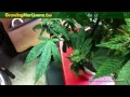 Growing Weed - XXX Medical Cannabis Strain Harvest