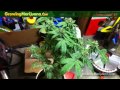 Growing Weed - XXX Medical Cannabis Strain Harvest
