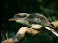 Amazing! Bird sounds from the lyre bird - David Attenborough - BBC wildlife