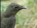 Amazing! Bird sounds from the lyre bird - David Attenborough - BBC wildlife