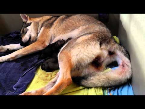 Rencontre animaux saillie