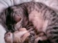 Lucu - Induk Kucing Memeluk Anaknya Saat Tidur