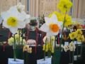 Daffodil, Camellia & Floral Art Show 2009 B