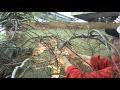 Merrifield Garden Center: How To Repair a Japanese Maple Damaged By a Storm