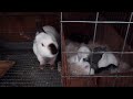 Breeding Rabbits FAQ