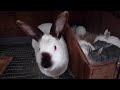 Breeding Rabbits FAQ