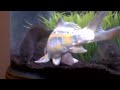 aquarium tank with carp tench and pike