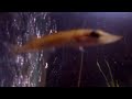 aquarium tank with carp tench and pike