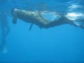 Parea.wmv