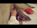 3 foot Lizard wants attention!