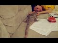3 foot Lizard wants attention!