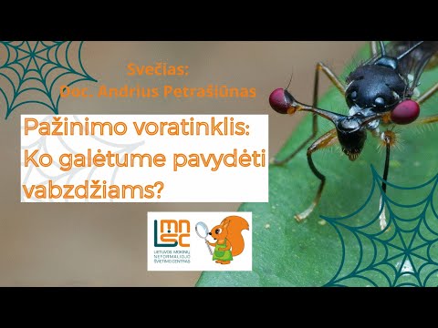 LMNŠC nuotolinių gamtos pamokų ciklas „Pažinimo voratinklis“. Ko galėtume pavydėti vabzdžiams?