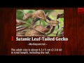 10 Weirdest Animals