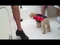 Boomer: The Golden Retriever Puppy