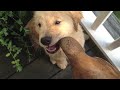 Boomer: The Golden Retriever Puppy