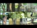 How to Identify an Ash Tree, EAB, & Signs of Infestation.wmv