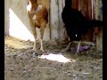 دجاج باكستاني