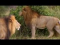 Sua Maestà il leone e famiglia :)