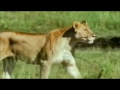 Sua Maestà il leone e famiglia :)