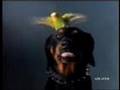Funny Youtube Videos List | Funny Video Compilation: DHL Bird Commmercial