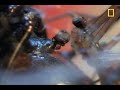 Deadliest Mates: Black Widow Spider
